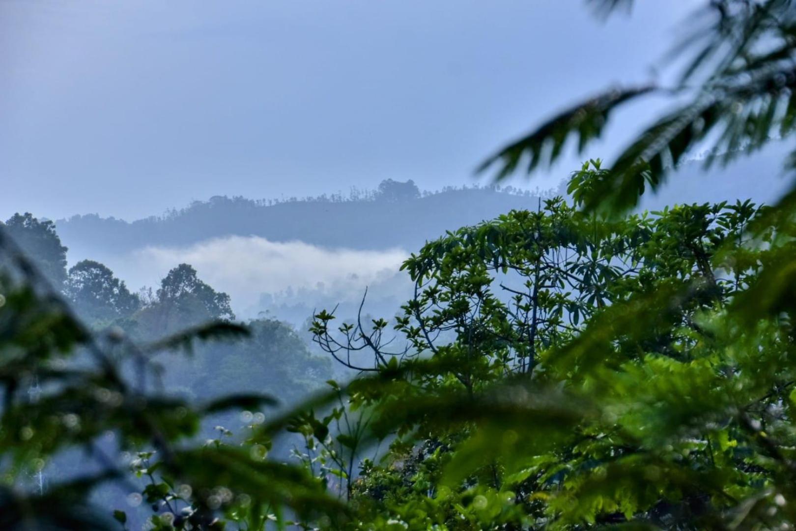 Апартаменти Green Jungle " Cool View" Елла Екстер'єр фото