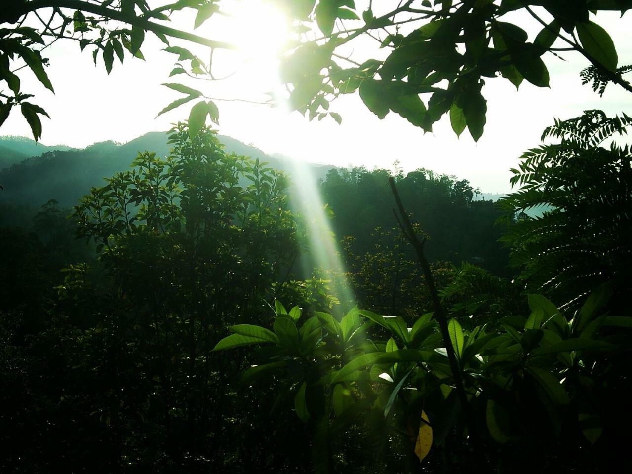 Апартаменти Green Jungle " Cool View" Елла Екстер'єр фото